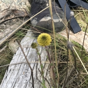 Craspedia variabilis at Mount Clear, ACT - suppressed