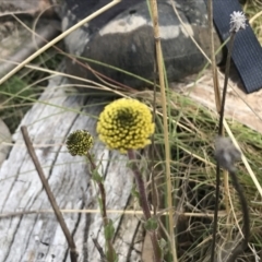 Craspedia variabilis at Mount Clear, ACT - suppressed