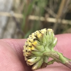 Craspedia variabilis at Mount Clear, ACT - suppressed