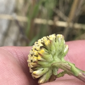 Craspedia variabilis at Mount Clear, ACT - suppressed