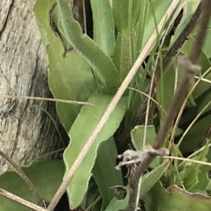 Craspedia variabilis at Mount Clear, ACT - suppressed