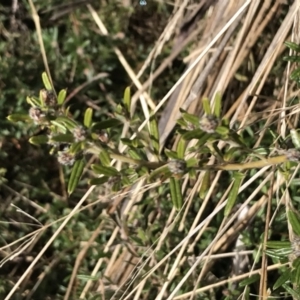 Pultenaea capitellata at Mount Clear, ACT - 4 Oct 2022