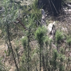 Cassinia longifolia at Mount Clear, ACT - 4 Oct 2022