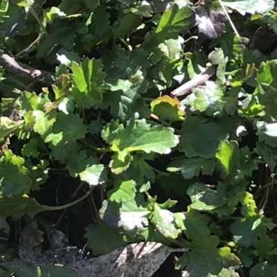 Goodenia hederacea subsp. alpestris at Mount Clear, ACT - 4 Oct 2022 by Tapirlord