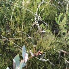 Choretrum pauciflorum (Dwarf Sour Bush) at Mount Clear, ACT - 3 Oct 2022 by Tapirlord