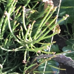 Choretrum pauciflorum at Mount Clear, ACT - 4 Oct 2022 09:45 AM