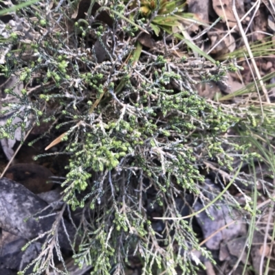 Ozothamnus cupressoides (Kerosine Bush) at Mount Clear, ACT - 4 Oct 2022 by Tapirlord