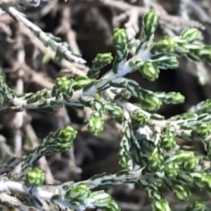 Ozothamnus cupressoides at Mount Clear, ACT - 4 Oct 2022 09:36 AM