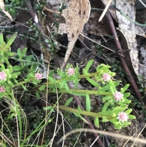 Stackhousia monogyna at Mount Clear, ACT - 4 Oct 2022 09:21 AM