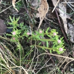 Stackhousia monogyna at Mount Clear, ACT - 4 Oct 2022 09:21 AM