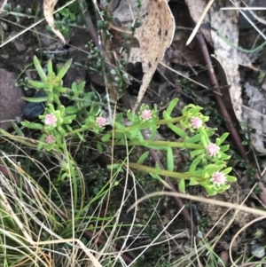 Stackhousia monogyna at Mount Clear, ACT - 4 Oct 2022 09:21 AM