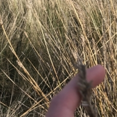 Carex tereticaulis (Poongort) at Mount Clear, ACT - 3 Oct 2022 by Tapirlord