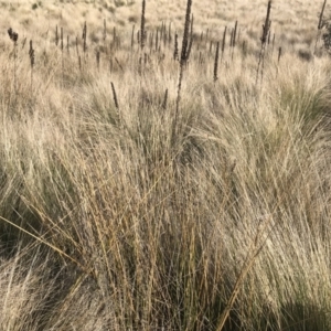 Carex tereticaulis at Mount Clear, ACT - 4 Oct 2022