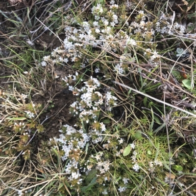 Styphelia nesophila (Sharp Beard-heath) at Mount Clear, ACT - 4 Oct 2022 by Tapirlord