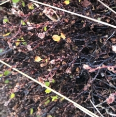 Muehlenbeckia axillaris (Matted Lignum) at Mount Clear, ACT - 4 Oct 2022 by Tapirlord
