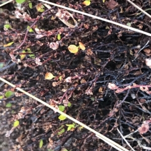 Muehlenbeckia axillaris at Mount Clear, ACT - 4 Oct 2022 08:58 AM