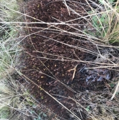 Muehlenbeckia axillaris at Mount Clear, ACT - 4 Oct 2022