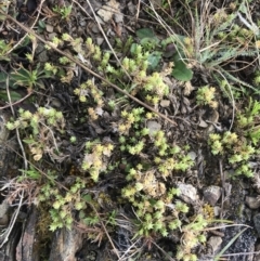 Scleranthus diander at Mount Clear, ACT - 4 Oct 2022