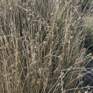 Juncus australis at Mount Clear, ACT - 4 Oct 2022