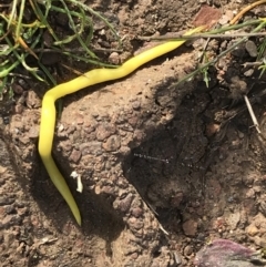 Caenoplana sulphurea (A Flatworm) at Mount Clear, ACT - 4 Oct 2022 by Tapirlord