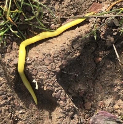 Caenoplana sulphurea (A Flatworm) at Mount Clear, ACT - 4 Oct 2022 by Tapirlord