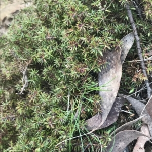 Acrotriche serrulata at Mount Clear, ACT - 4 Oct 2022