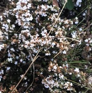 Leucopogon attenuatus at Mount Clear, ACT - 4 Oct 2022