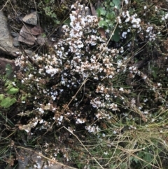 Leucopogon attenuatus at Mount Clear, ACT - 4 Oct 2022