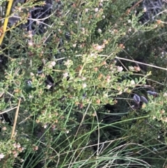 Mirbelia oxylobioides (Mountain Mirbelia) at Mount Clear, ACT - 4 Oct 2022 by Tapirlord