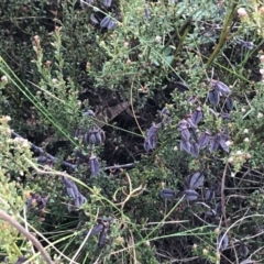 Mirbelia oxylobioides at Mount Clear, ACT - 4 Oct 2022