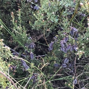 Mirbelia oxylobioides at Mount Clear, ACT - 4 Oct 2022