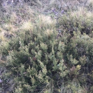 Mirbelia oxylobioides at Mount Clear, ACT - 4 Oct 2022