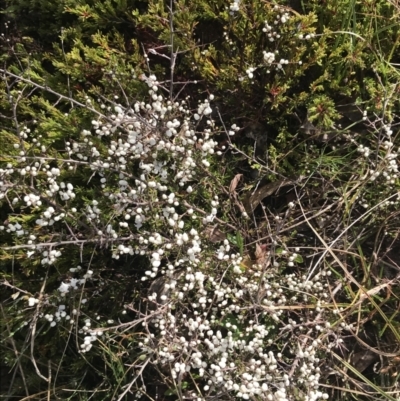 Cryptandra amara (Bitter Cryptandra) at Mount Clear, ACT - 3 Oct 2022 by Tapirlord