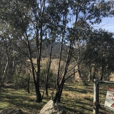 Eucalyptus stellulata (Black Sally) at Mount Clear, ACT - 4 Oct 2022 by Tapirlord