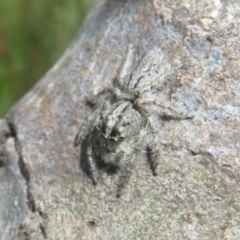 Unidentified Spider (Araneae) at Symonston, ACT - 19 Nov 2022 by Christine