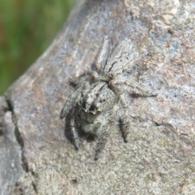 Unidentified Spider (Araneae) at Symonston, ACT - 19 Nov 2022 by Christine