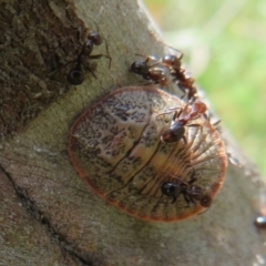 Eriococcidae sp. (family) (Unidentified felted scale) at Mount Mugga Mugga - 19 Nov 2022 by Christine