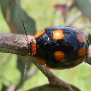 Paropsisterna beata at Jerrabomberra, ACT - 19 Nov 2022