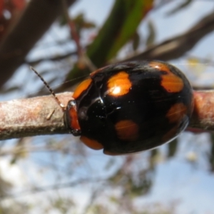 Paropsisterna beata at Jerrabomberra, ACT - 19 Nov 2022