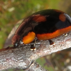 Paropsisterna beata at Jerrabomberra, ACT - 19 Nov 2022