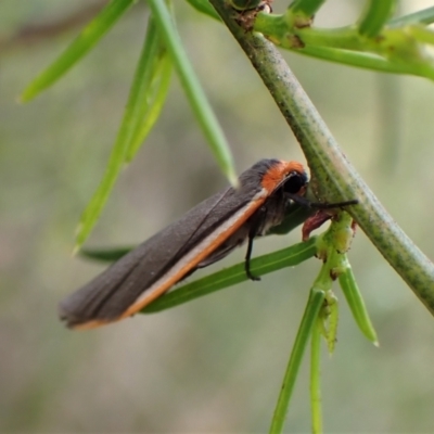 Palaeosia bicosta (Two-ribbed Footman) at Aranda Bushland - 17 Nov 2022 by CathB