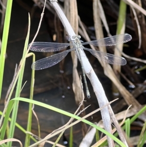 Argiolestidae (family) at Rendezvous Creek, ACT - 19 Nov 2022