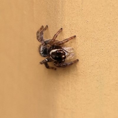 Maratus griseus (Jumping spider) at Wodonga, VIC - 17 Nov 2022 by KylieWaldon