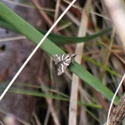 Scoparia spelaea (a Crambid moth) at Aranda, ACT - 17 Nov 2022 by CathB