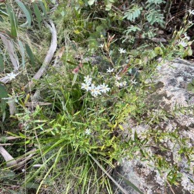 Olearia erubescens (Silky Daisybush) at Booth, ACT - 18 Nov 2022 by JimL