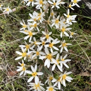 Olearia erubescens at Booth, ACT - 19 Nov 2022