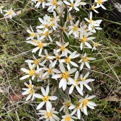 Olearia erubescens (Silky Daisybush) at Booth, ACT - 19 Nov 2022 by JimL