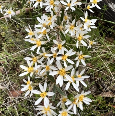 Olearia erubescens (Silky Daisybush) at Booth, ACT - 18 Nov 2022 by JimL