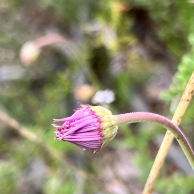 Brachyscome spathulata (Coarse Daisy, Spoon-leaved Daisy) at Booth, ACT - 18 Nov 2022 by JimL