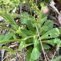 Brachyscome spathulata at Booth, ACT - 19 Nov 2022 09:48 AM